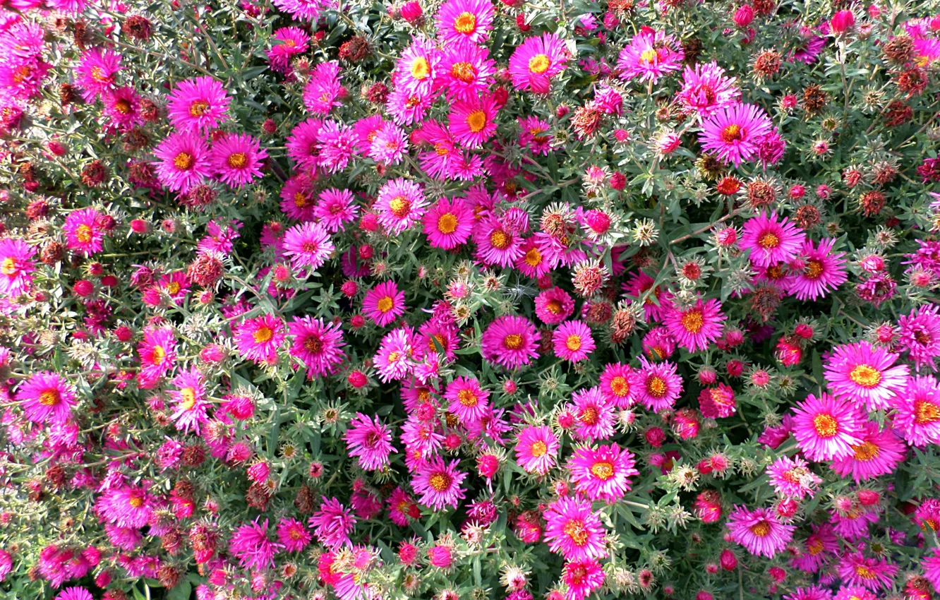 Photo wallpaper autumn, paint, October