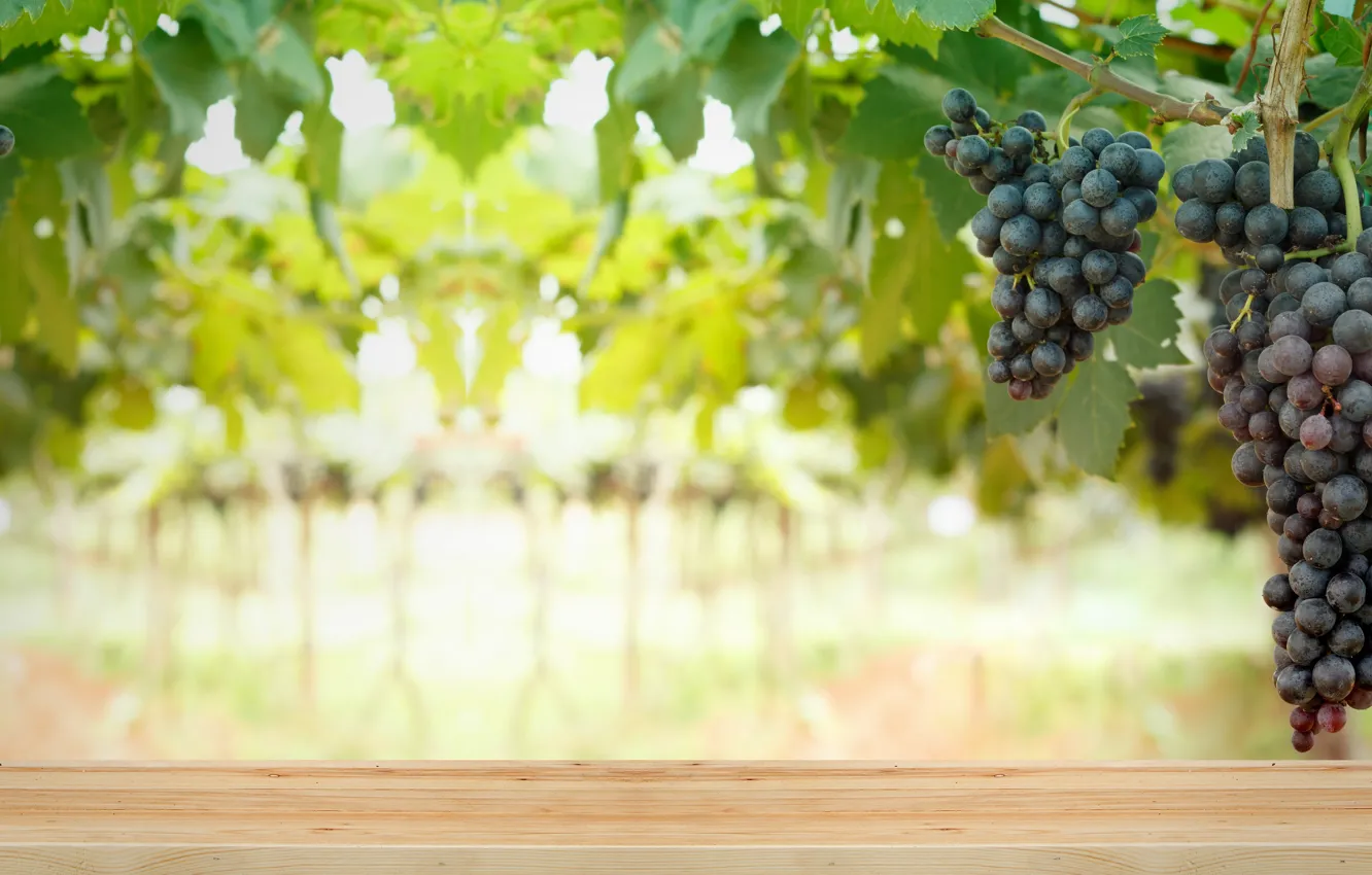 Photo wallpaper branches, nature, grapes, brush