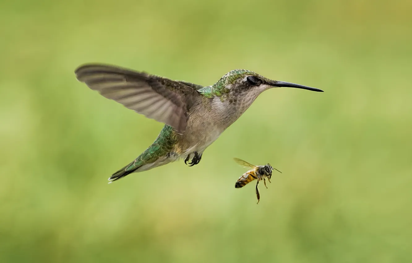 Photo wallpaper bee, bird, Hummingbird, insect, in flight