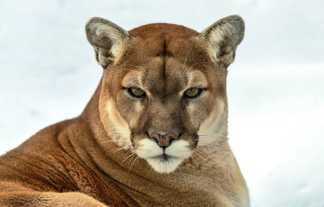Photo wallpaper look, predator, Puma, wild cat, mountain lion, Cougar