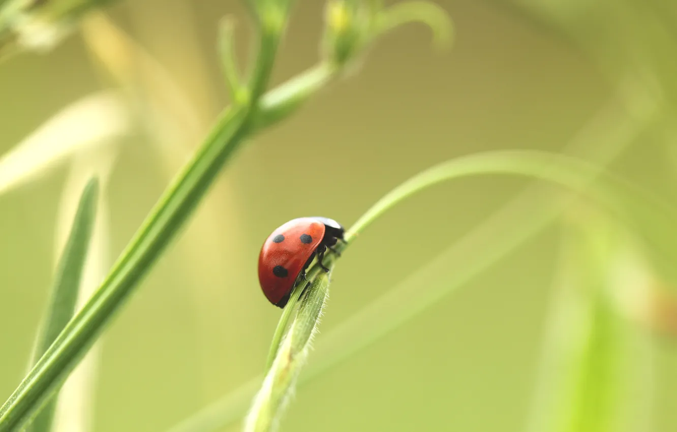 Photo wallpaper ladybug, plants, grass