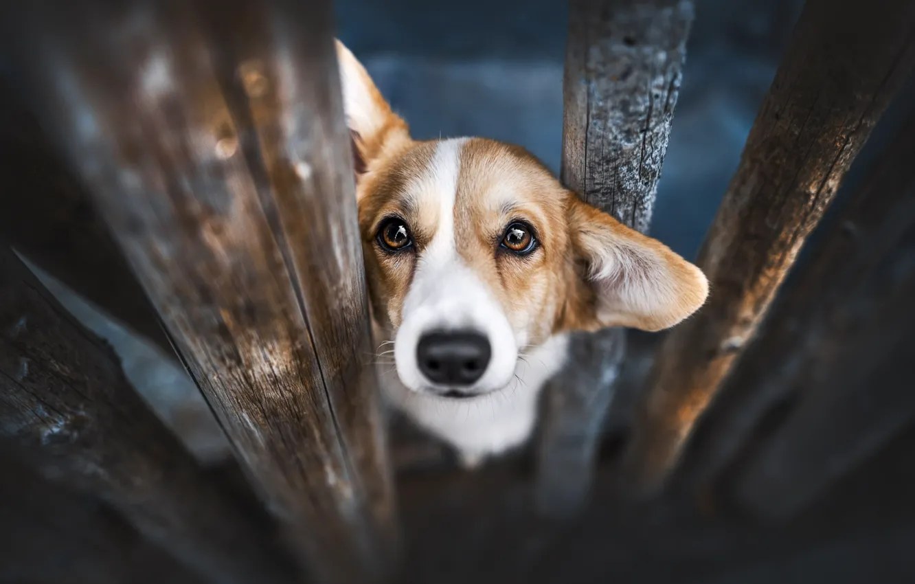 Photo wallpaper look, flowers, nature, pose, dog, face, Corgi, Welsh Corgi