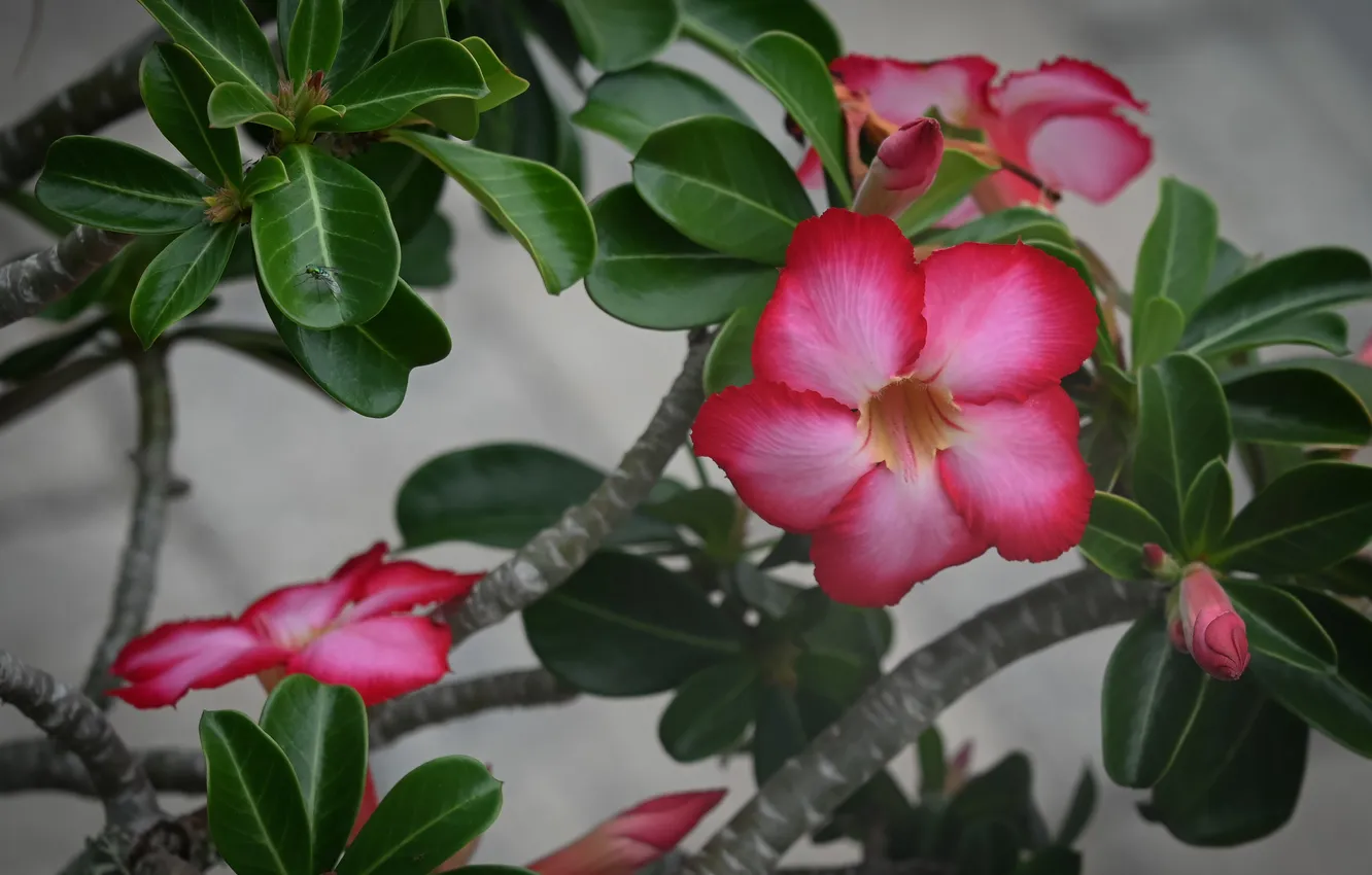 Photo wallpaper leaves, flowers, pink flowers
