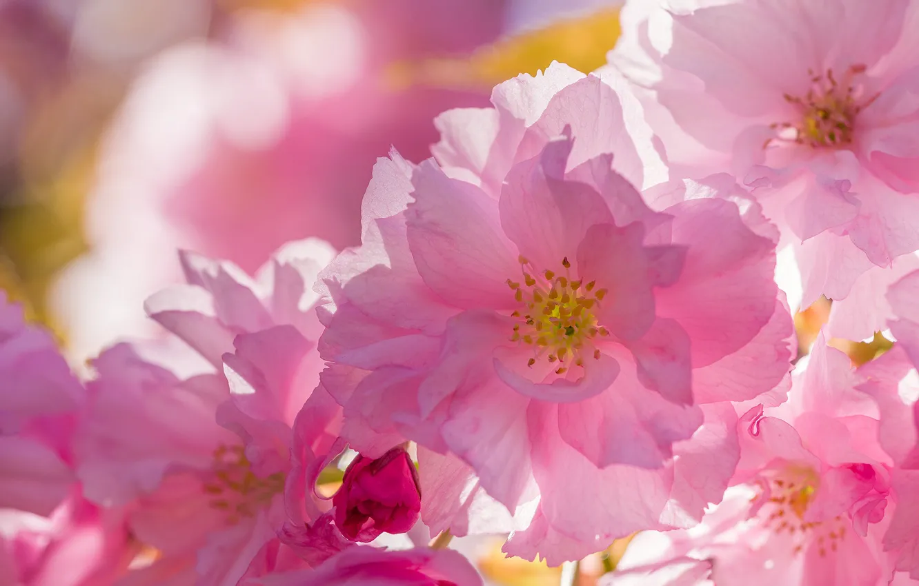 Photo wallpaper macro, light, flowers, spring, Sakura, pink, flowering