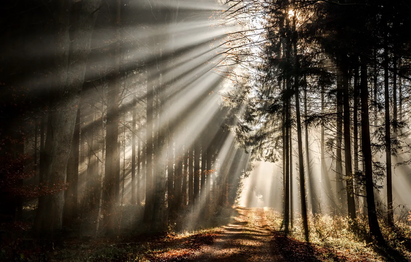 Photo wallpaper road, autumn, forest, light, morning