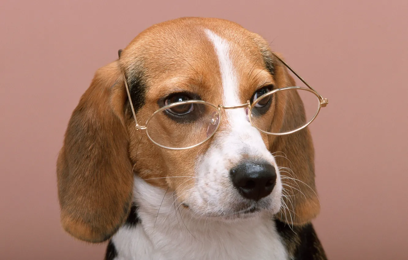 Photo wallpaper dog, glasses, glasses, wise dog