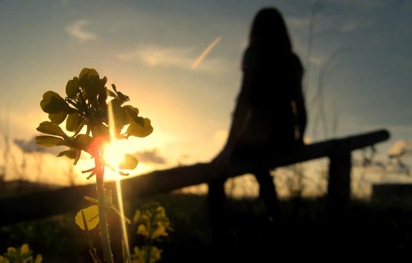 Photo wallpaper the sky, sunset, plant, silhouette
