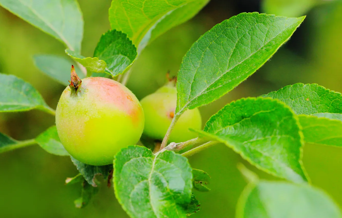 Photo wallpaper apple, tree, twig