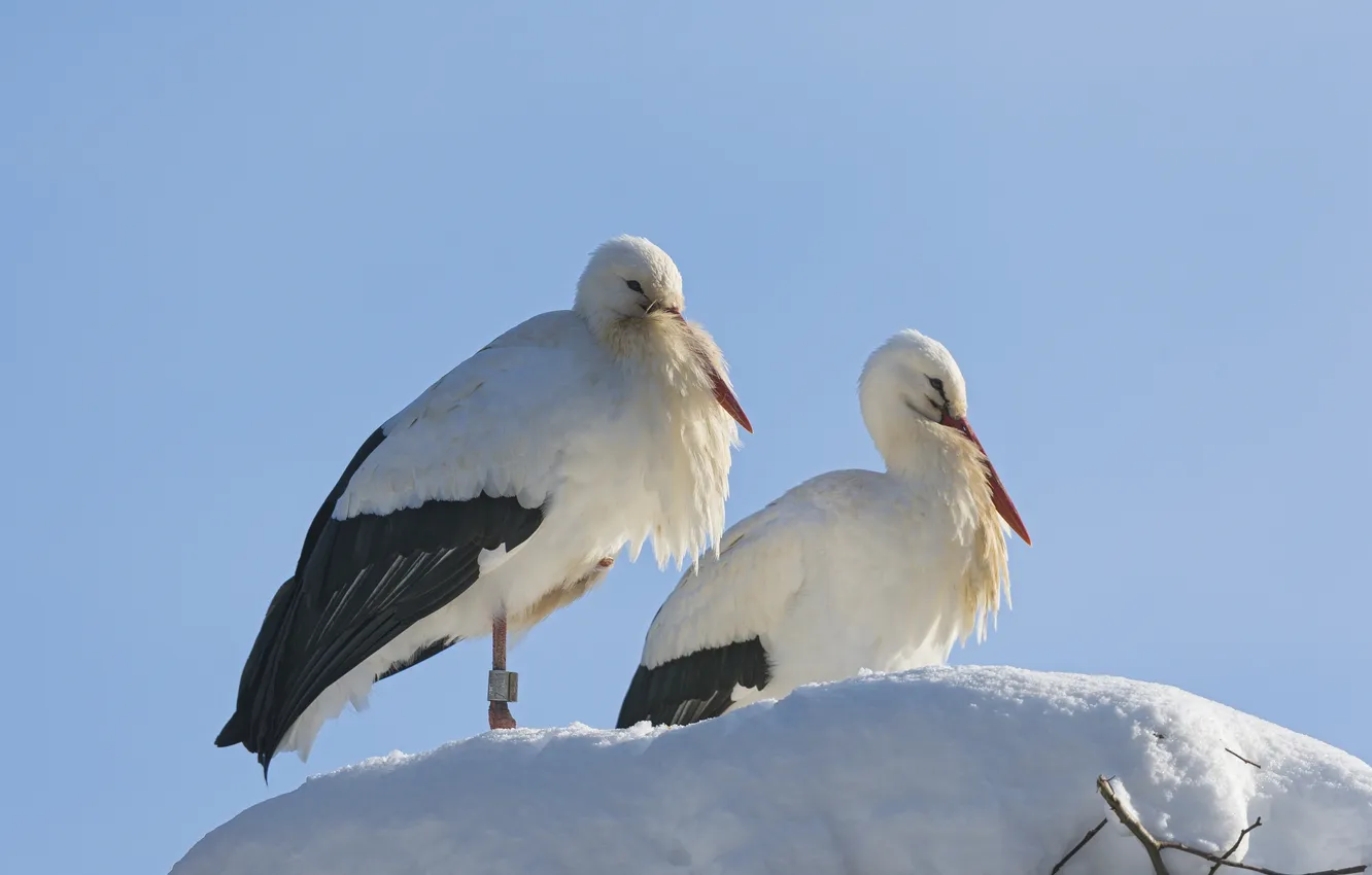 Photo wallpaper snow, birds, storks