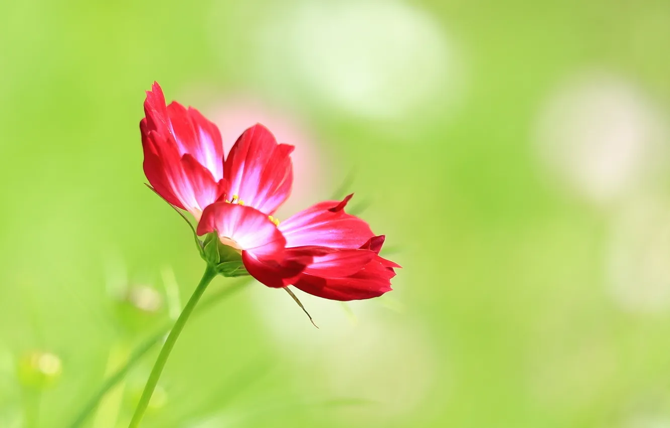 Photo wallpaper flowers, nature, cosmos