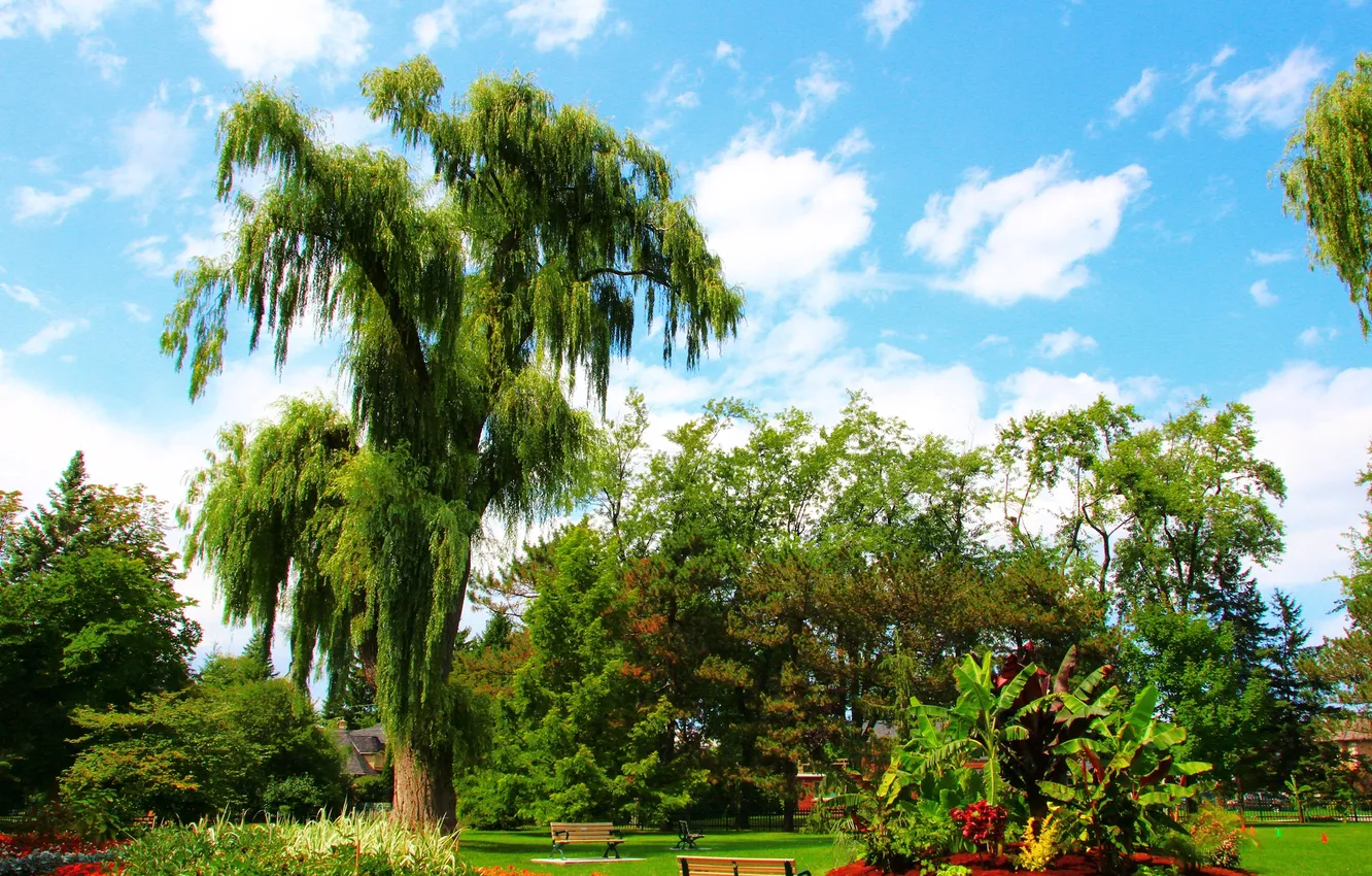 Photo wallpaper greens, the sky, grass, clouds, trees, flowers, Park, lawn