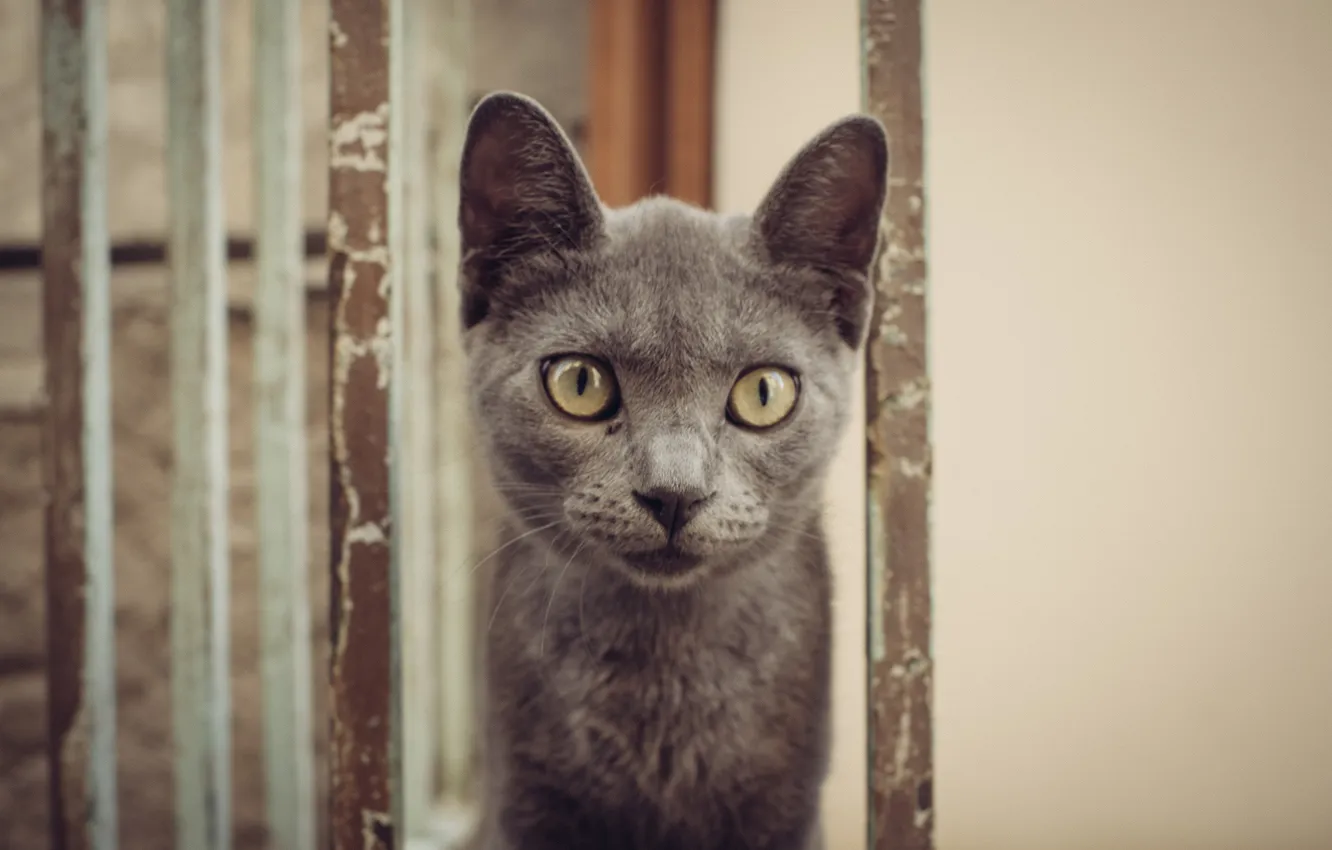 Photo wallpaper cat, look, Koshak, Tomcat