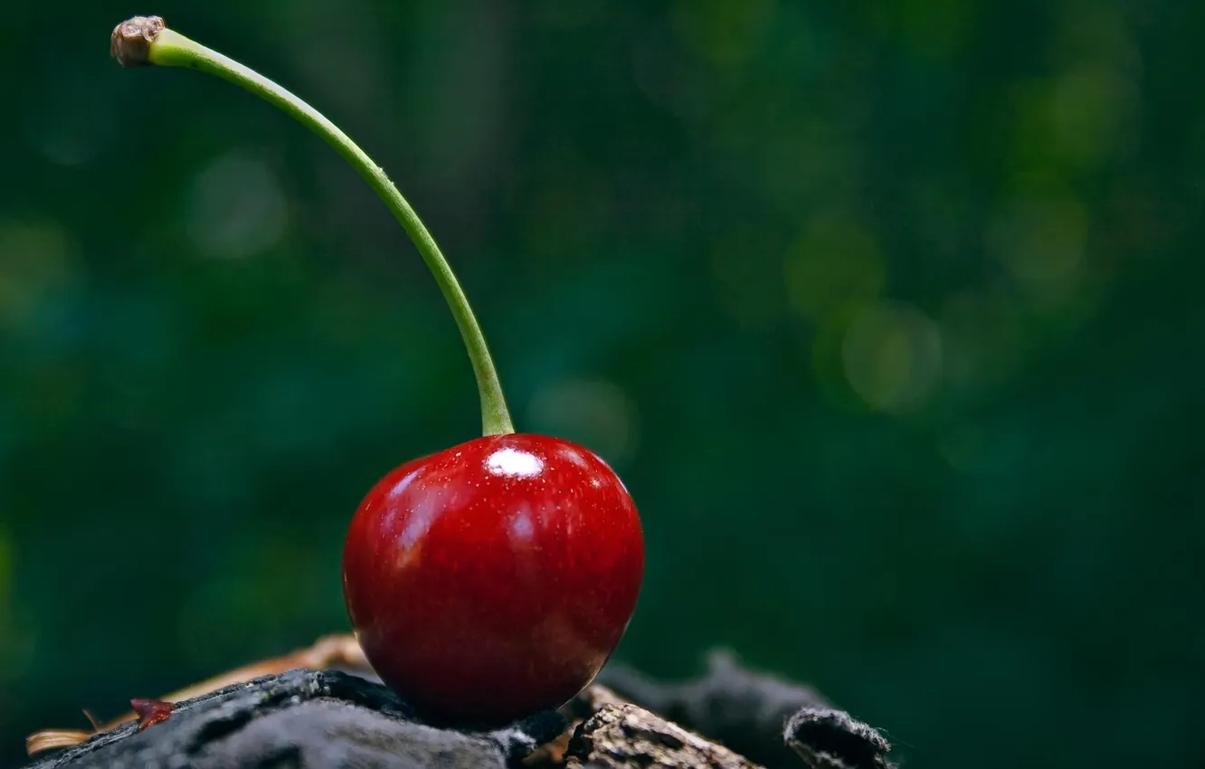 Photo wallpaper macro, cherry, green, photo, background, Wallpaper, fruit, cherry