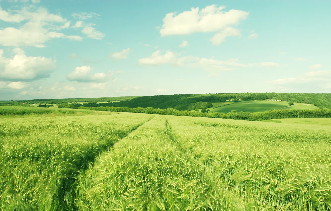 Photo wallpaper greens, field, the sky, clouds, trees, landscape, nature, sky