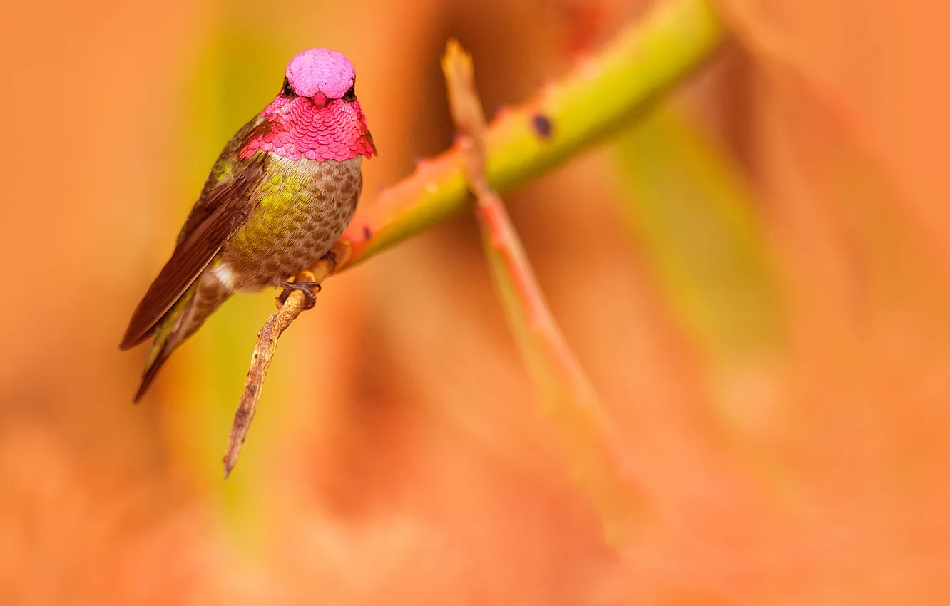 Photo wallpaper branches, bird, Hummingbird