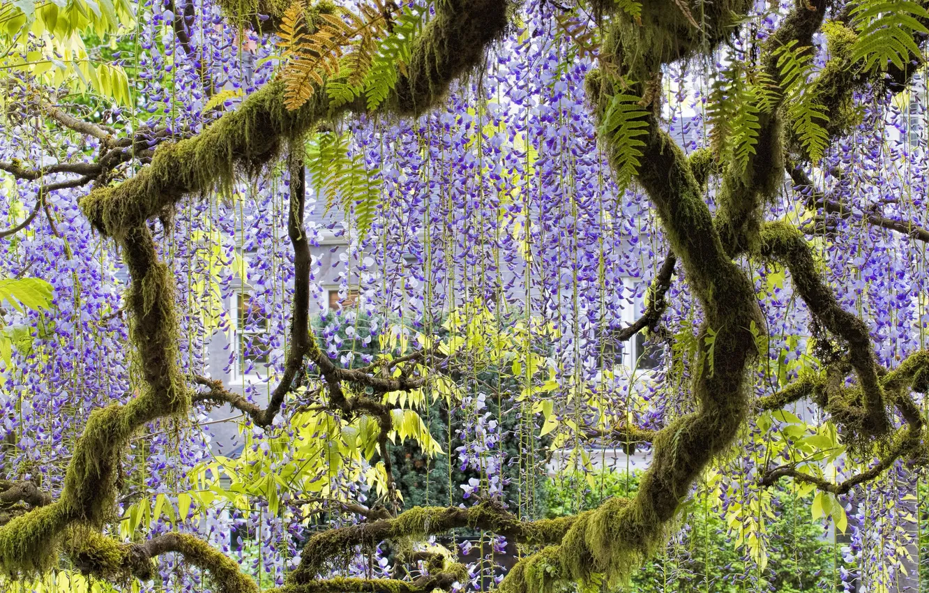 Photo wallpaper tree, lilac, Wisteria, Wisteria