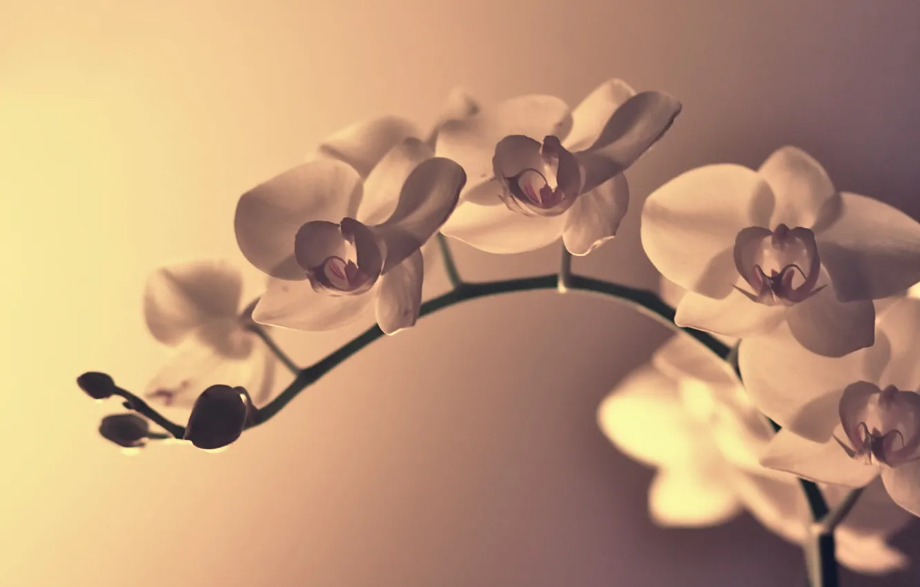 Photo wallpaper macro, flowers, branches, petals, curves