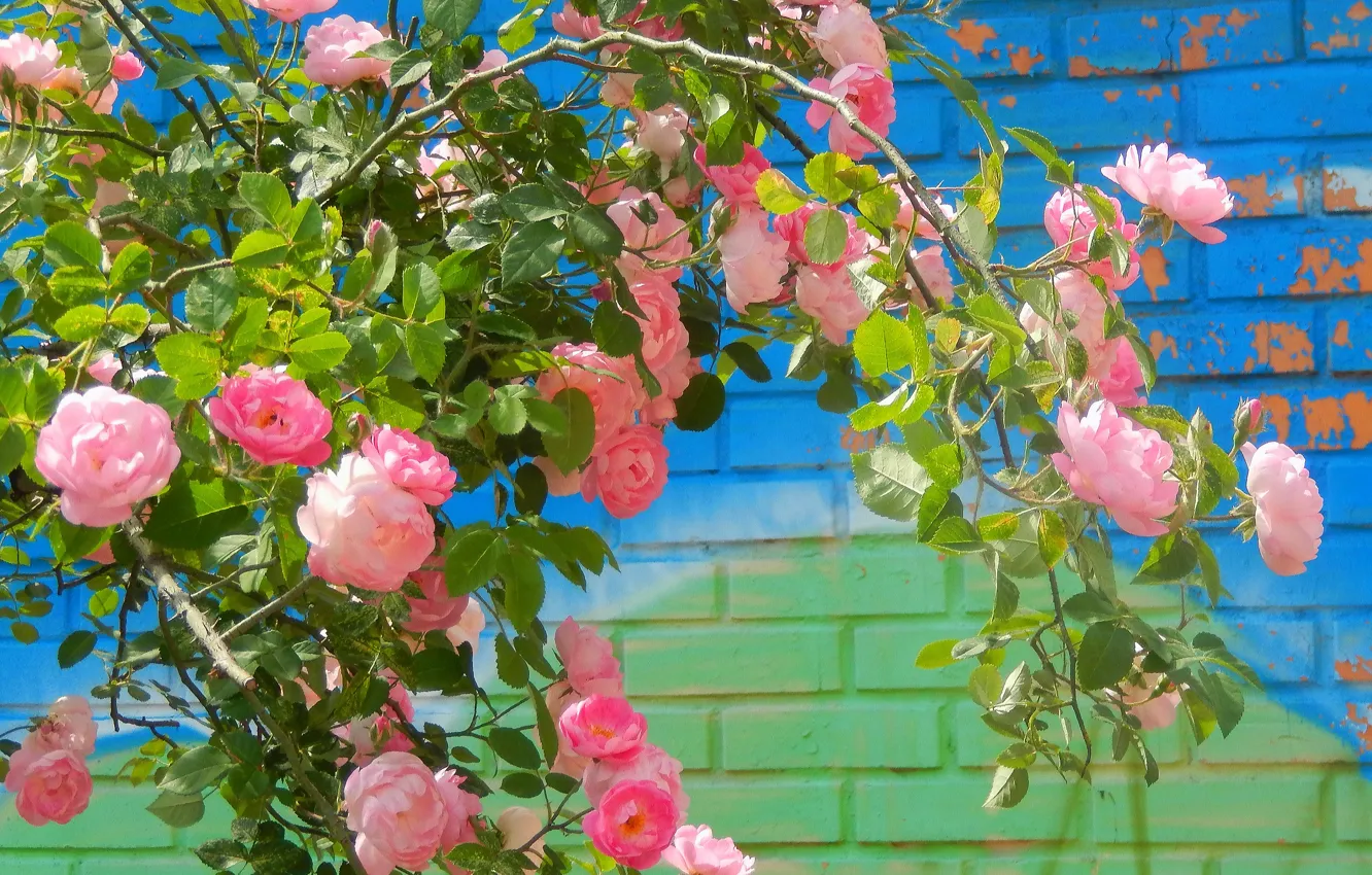 Photo wallpaper flowers, widescreen, Wallpaper, rose, Bush, wallpaper, widescreen, background