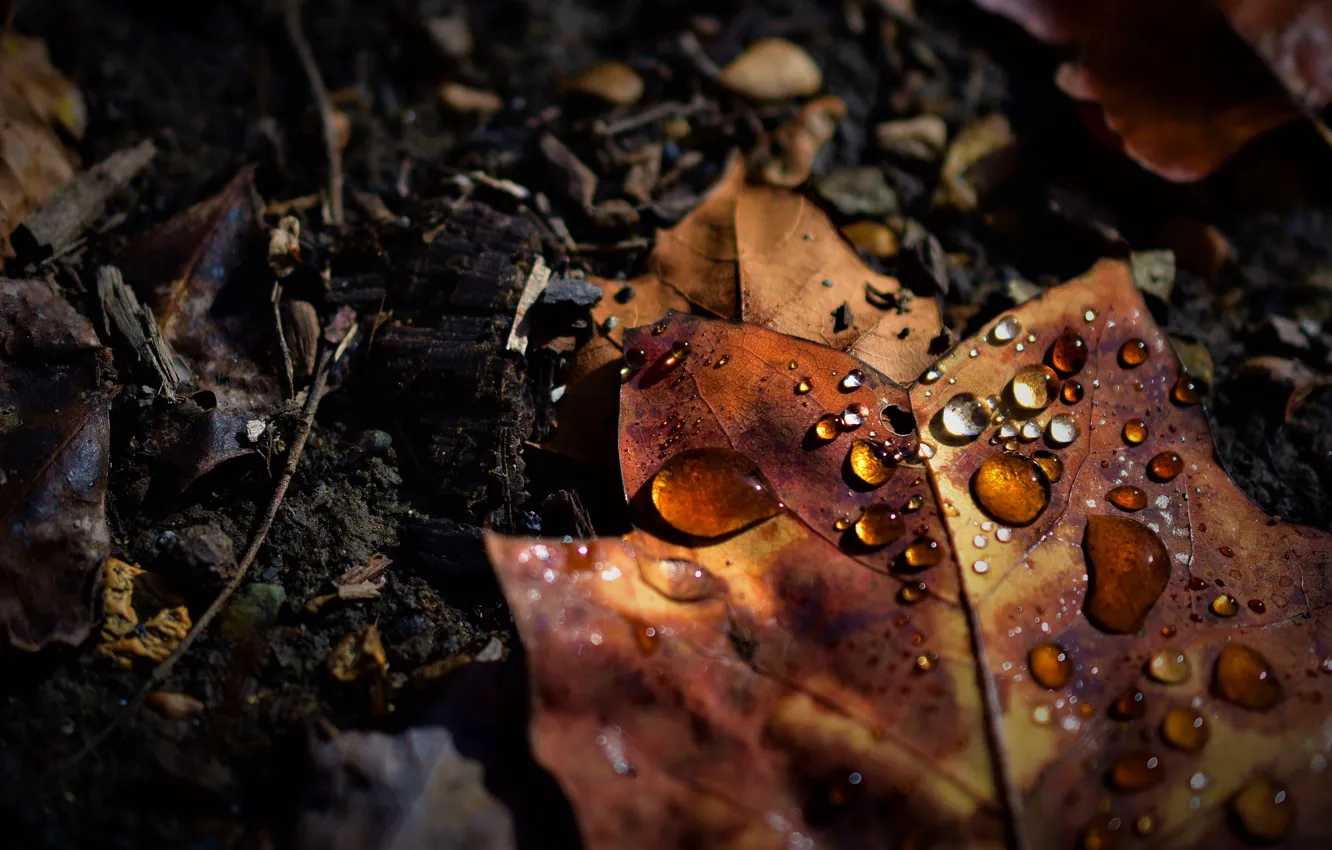 Photo wallpaper leaves, drops, light, sheet, earth, leaf, leaf, lies