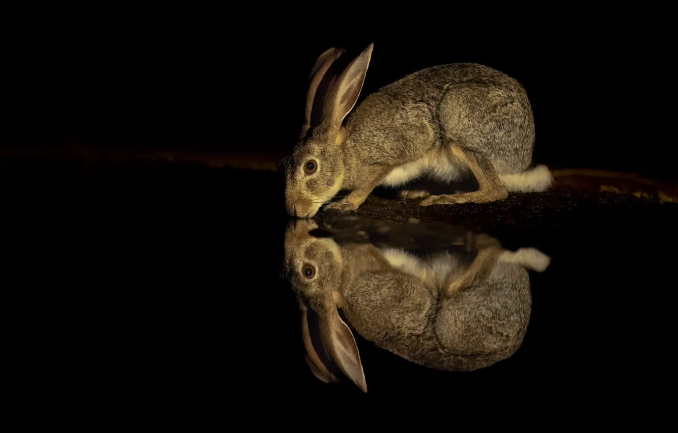 Photo wallpaper water, night, reflection, grey, hare, rabbit, black background, drink