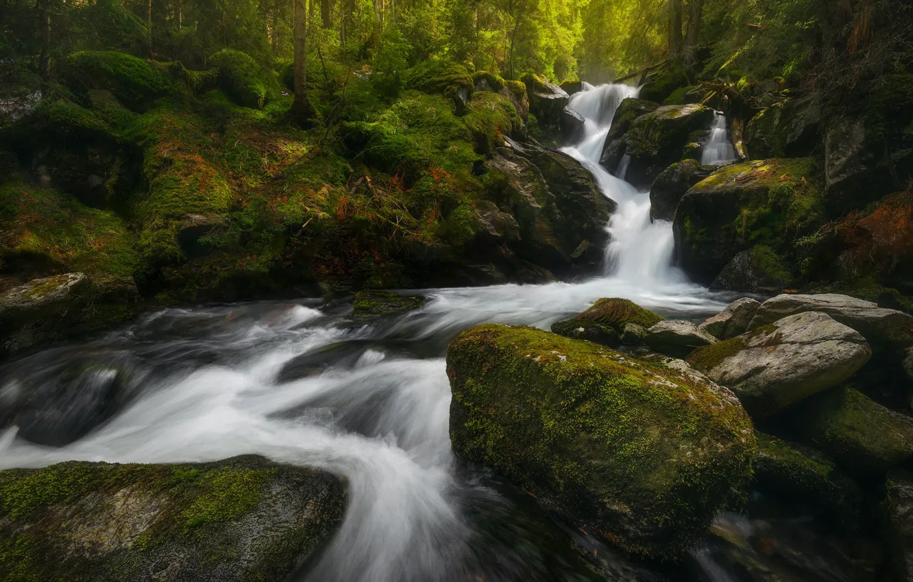 Photo wallpaper forest, stream, stones, waterfall, moss, river