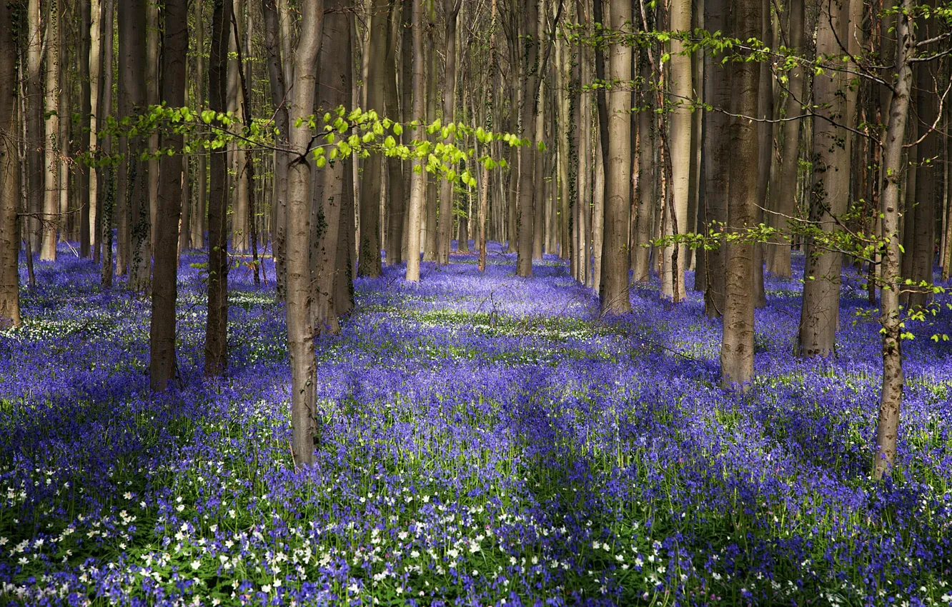 Photo wallpaper forest, summer, grass, trees, flowers, bells