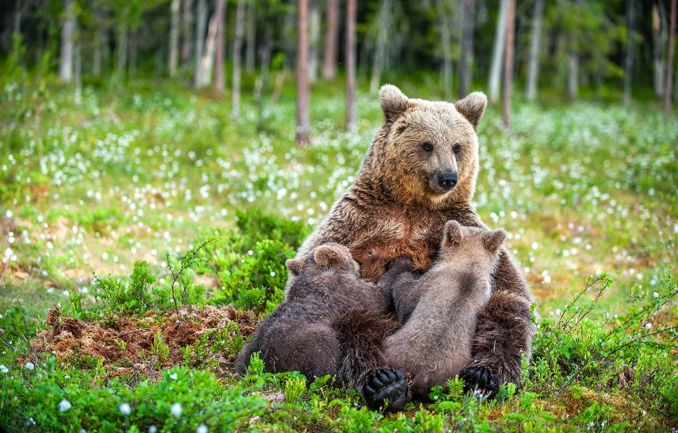 Photo wallpaper forest, bear, mom, brown bear, bear, breastfeeding