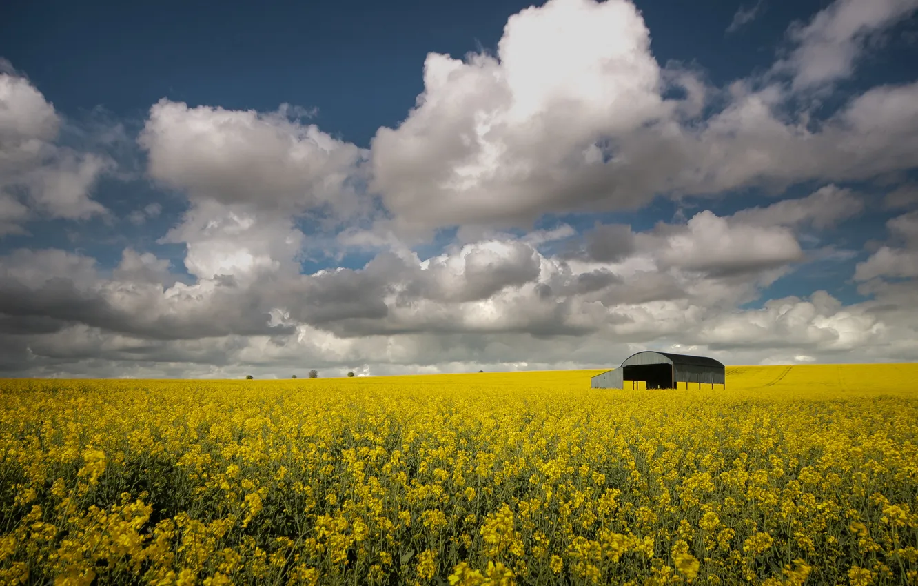 Photo wallpaper yellow, structure, flowers, the sky, rapeseed field, rape, dal, spring