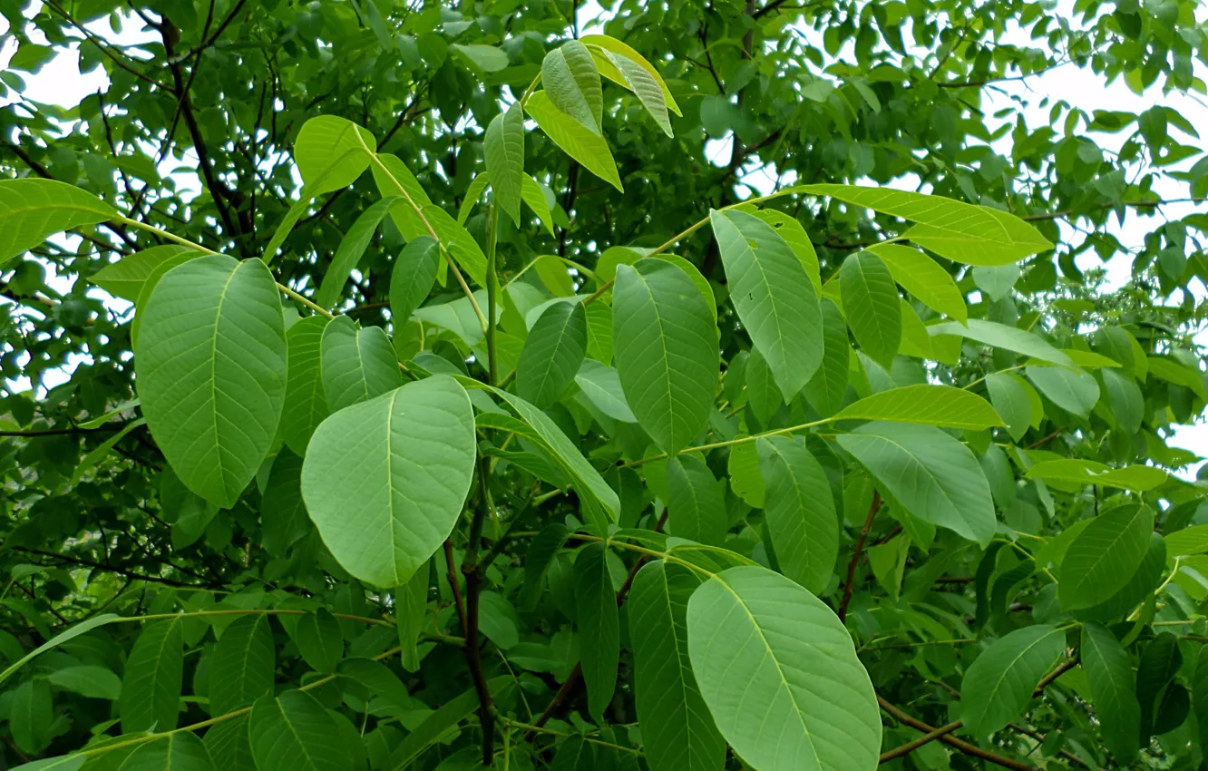 Photo wallpaper leaves, may, nuts