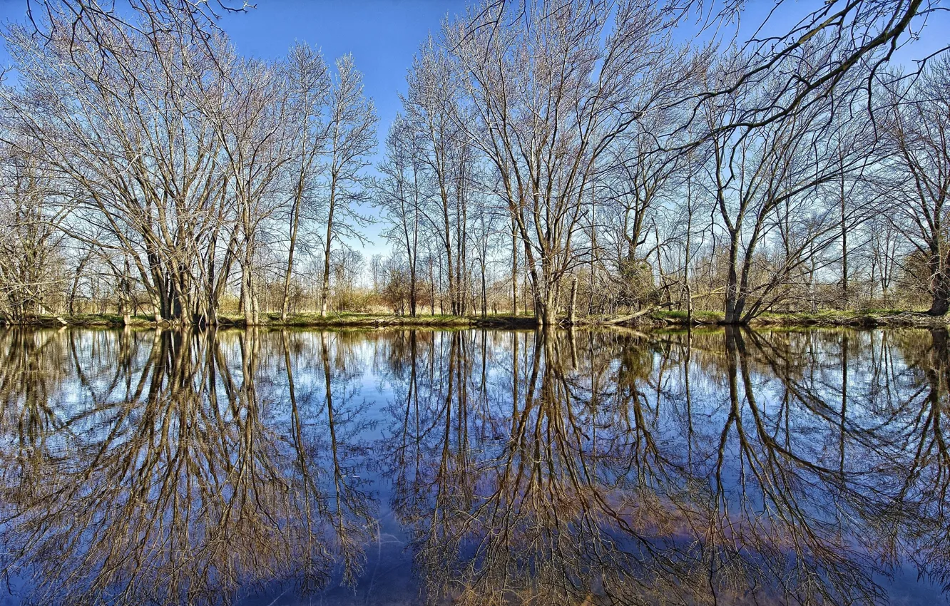 Photo wallpaper FOREST, GRASS, The SKY, CLOUDS, REFLECTION, POND, TREES, BRANCHES