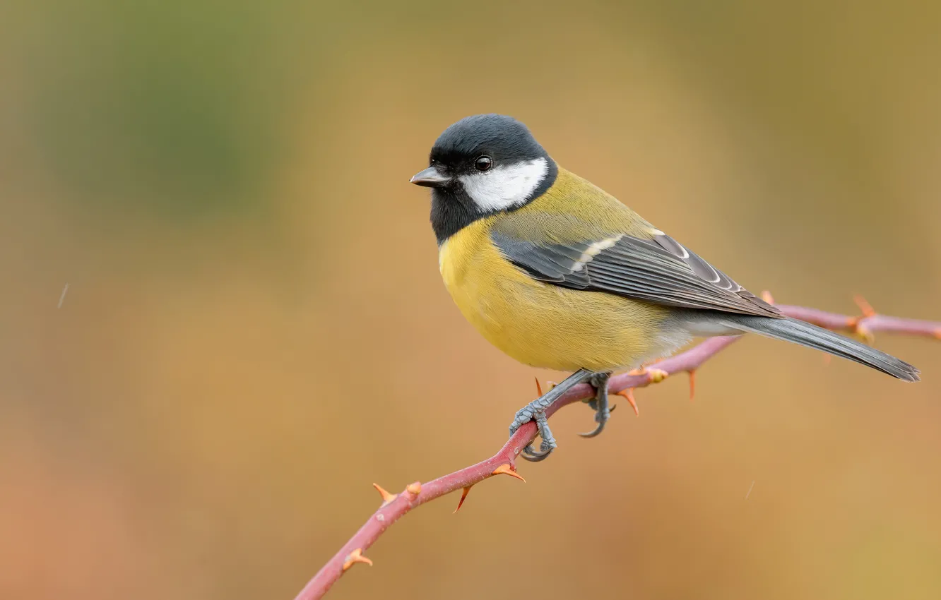 Photo wallpaper bird, branch, yellow background, tit