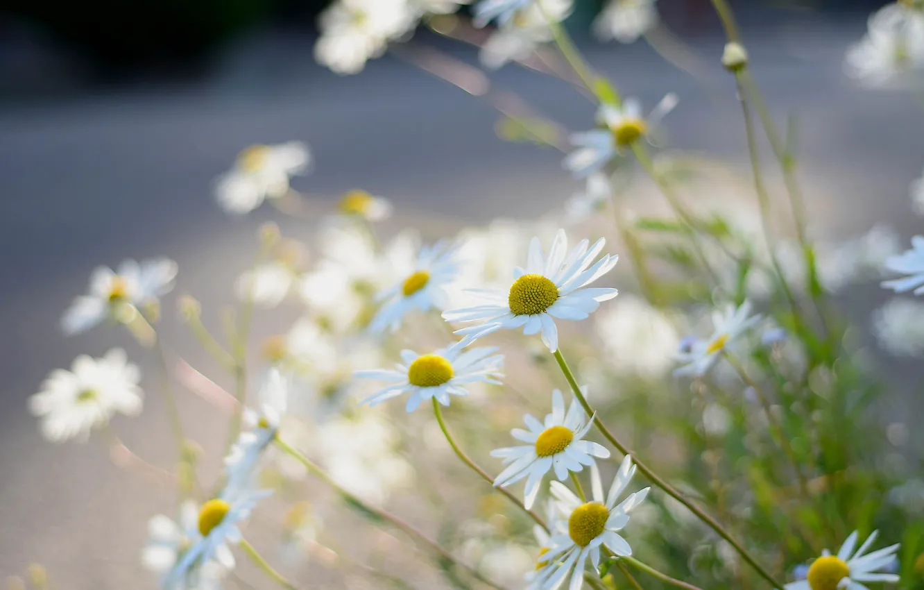 Photo wallpaper macro, chamomile, blur