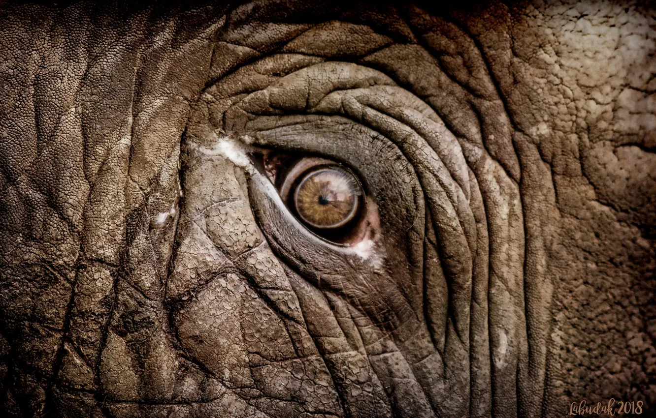 Photo wallpaper eyes, elephant, folds