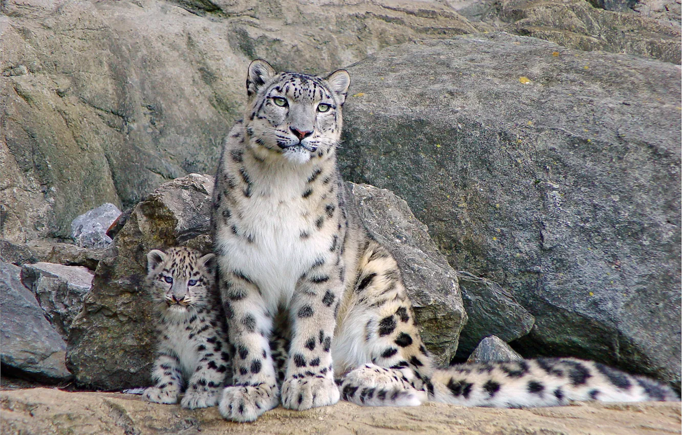 Photo wallpaper rock, IRBIS, snow leopard, kitty, sitting, mom, looks