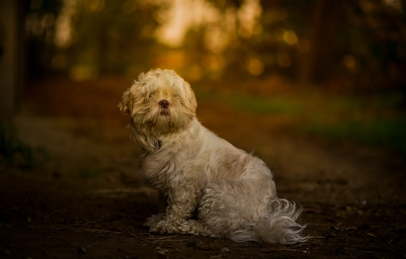 Photo wallpaper nature, background, each, dog, wool