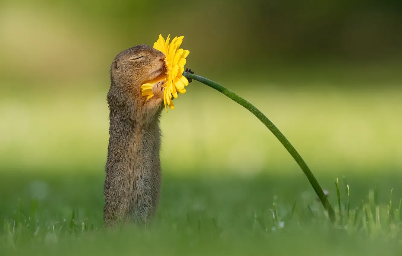 Photo wallpaper flower, nature, squirrel, wildlife, smell