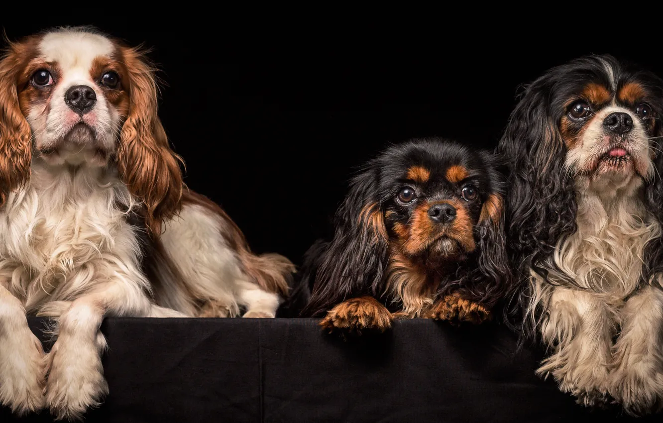 Photo wallpaper trio, breed, Spaniel