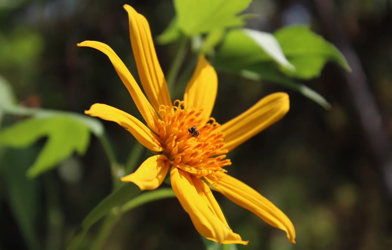 Photo wallpaper flowers, nature, petals, insect