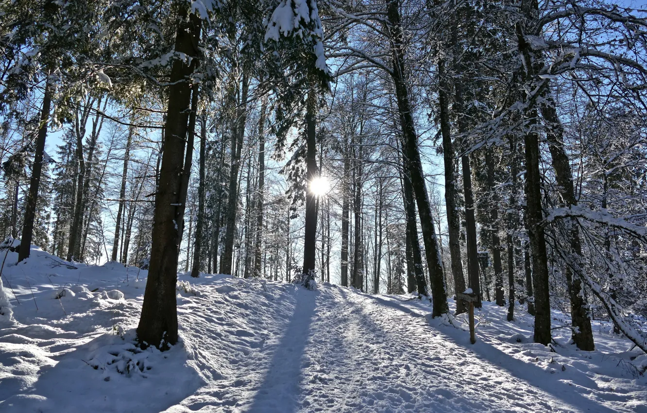 Photo wallpaper winter, the sun, snow, morning