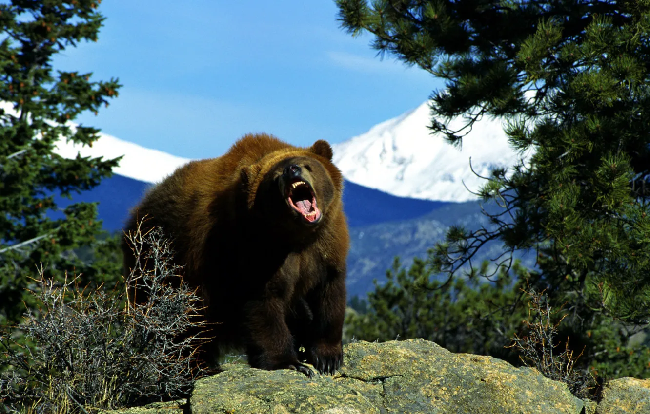 Photo wallpaper nature, bear, Animals, Brown