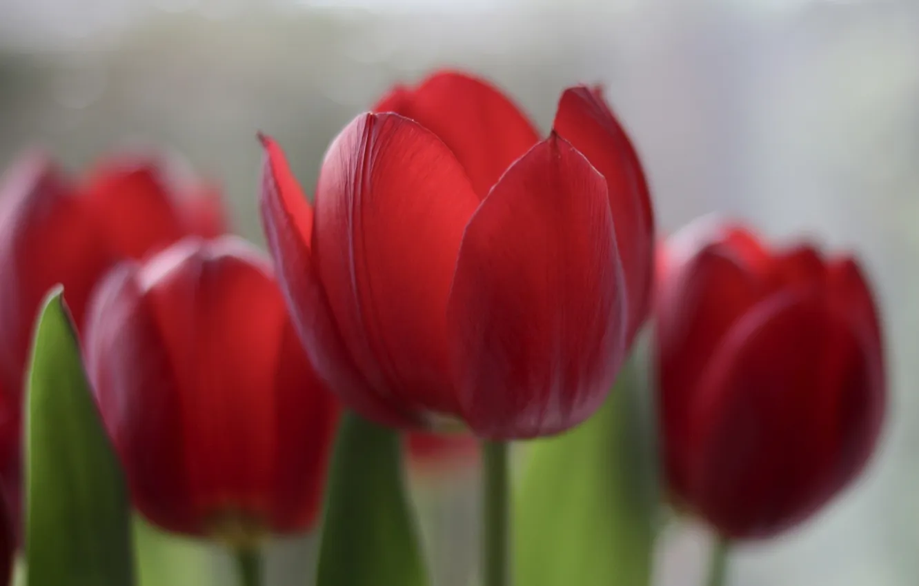 Photo wallpaper flowers, nature, tulips