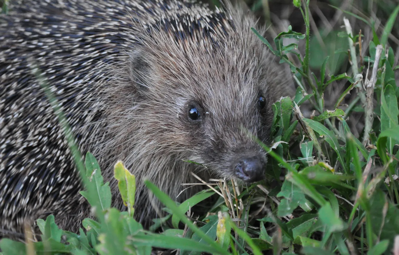 Photo wallpaper nature, animal, hedgehog
