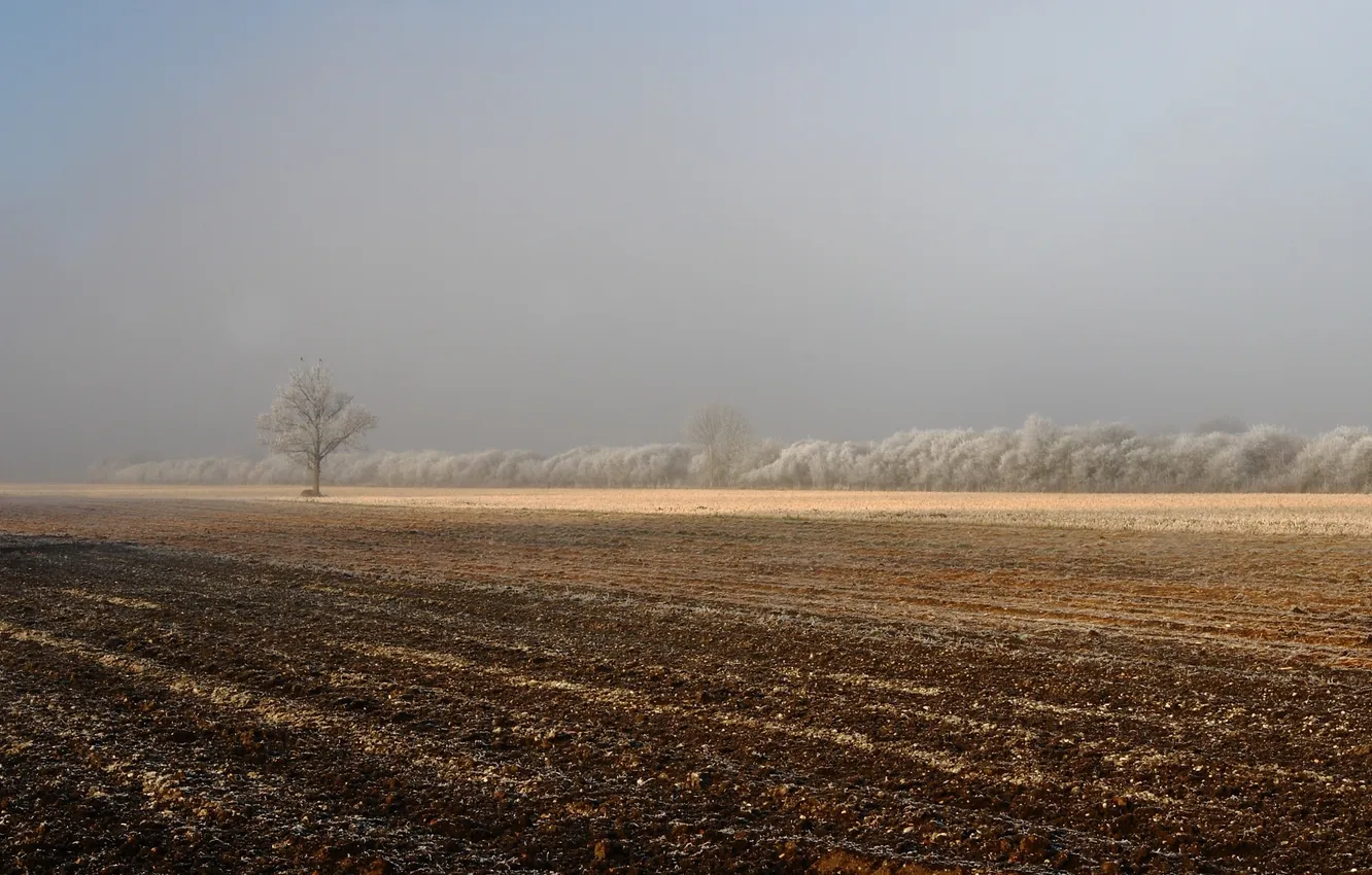 Photo wallpaper field, fog, tree