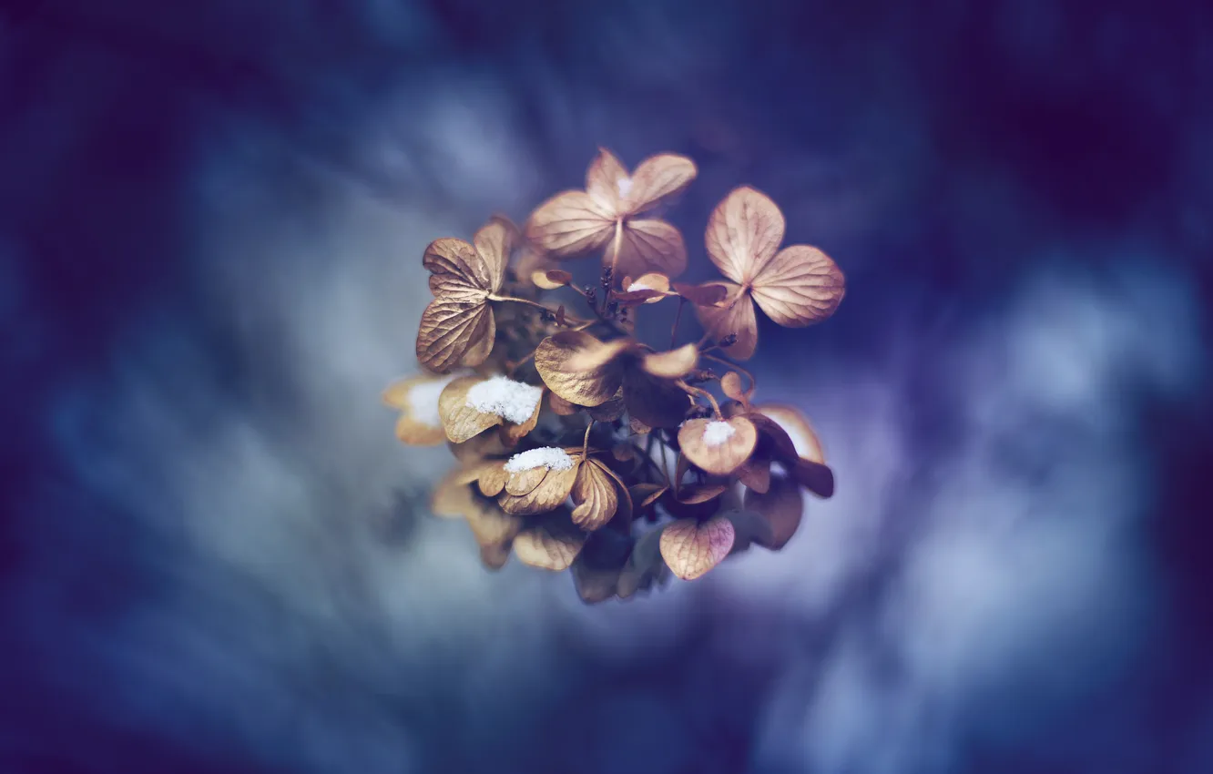 Photo wallpaper macro, blue, nature, background, Wallpaper, plant