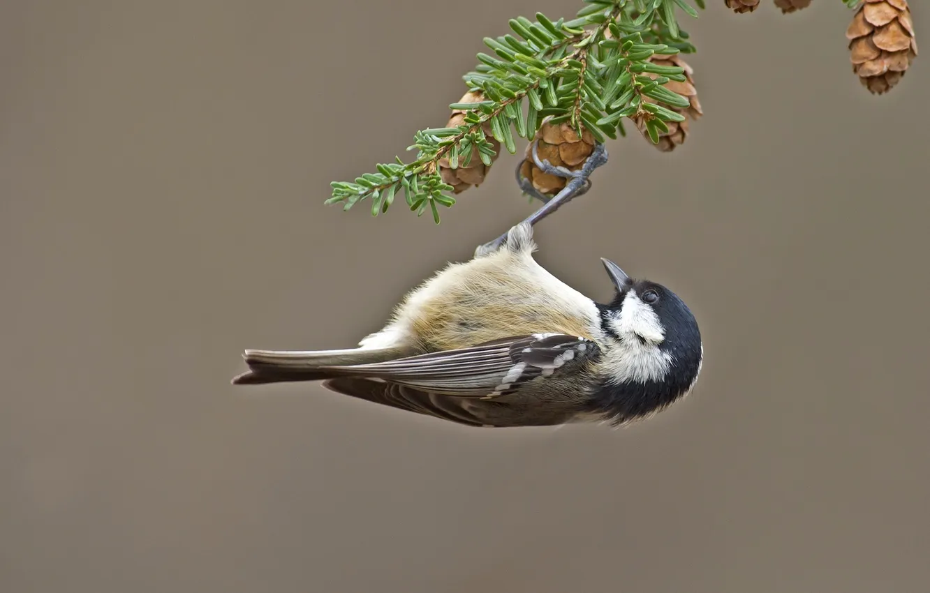 Photo wallpaper bird, branch, bumps, tit