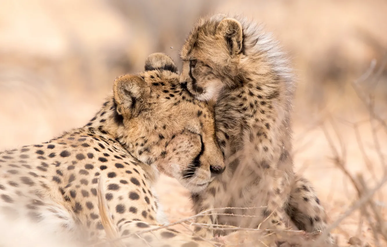 Photo wallpaper nature, animals, Cheetah