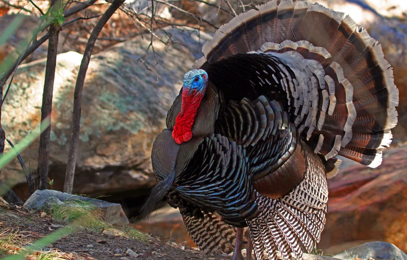 Photo wallpaper bird, feathers, tail, Turkey, turkeys