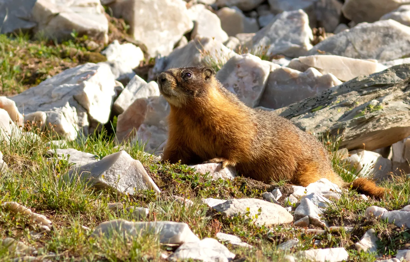 Photo wallpaper stones, marmot, rodent