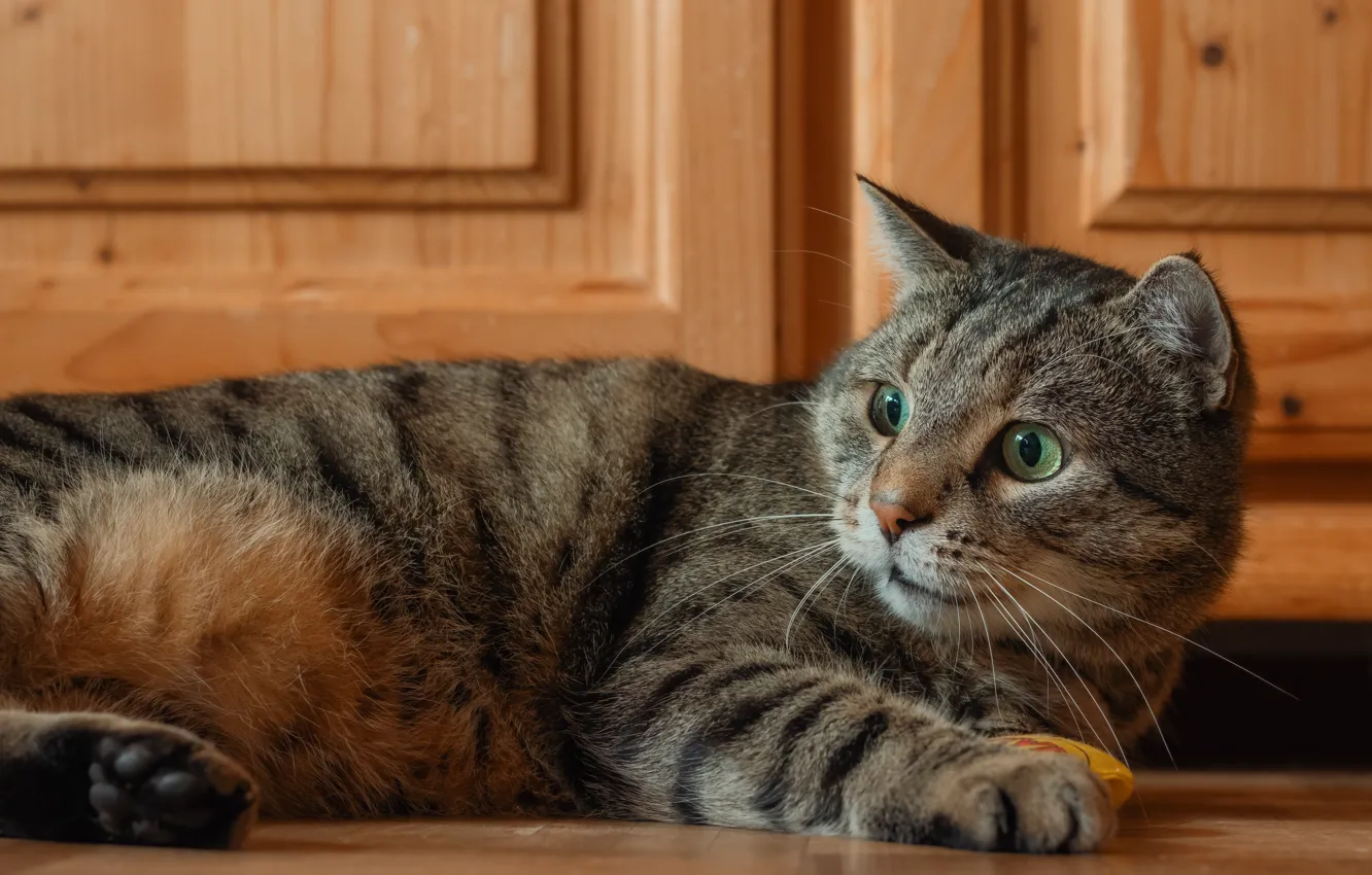 Photo wallpaper pose, look, cat, face, cat