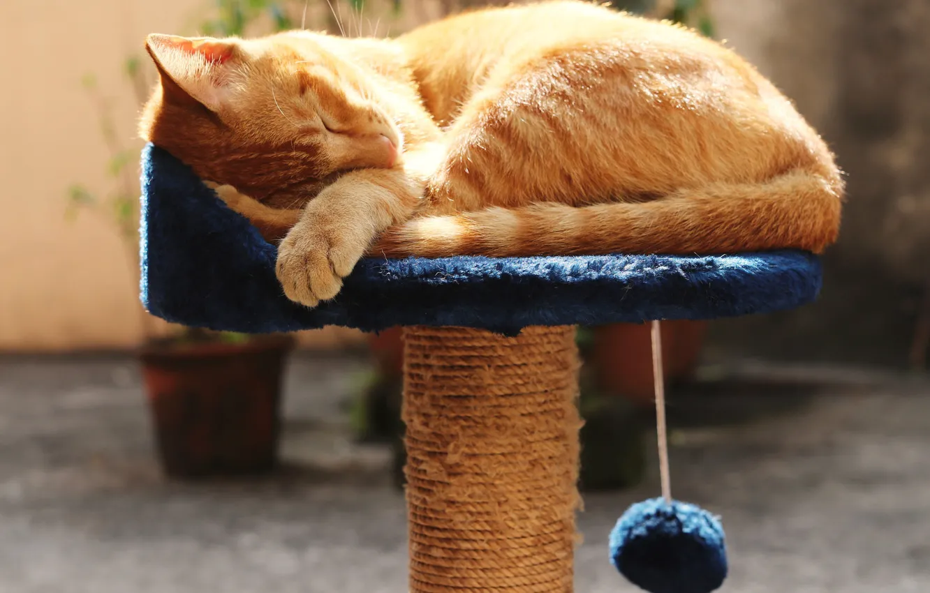 Photo wallpaper cat, cat, look, light, pose, room, sleep, paws